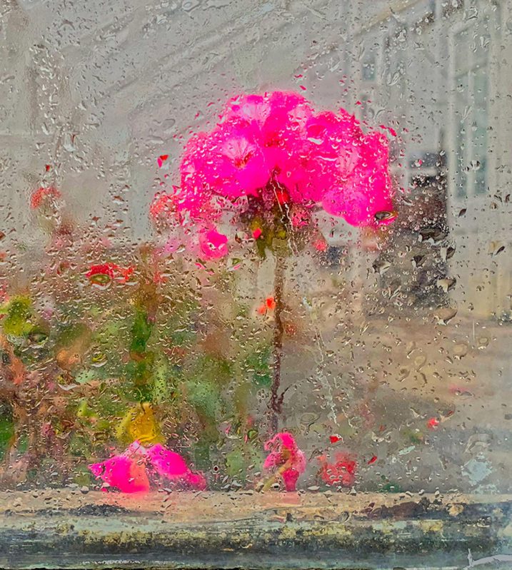 Jan tratnik photography color pink flowers