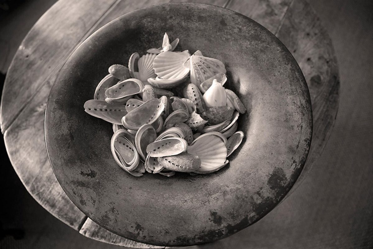 Jan tratnik photography still life shells